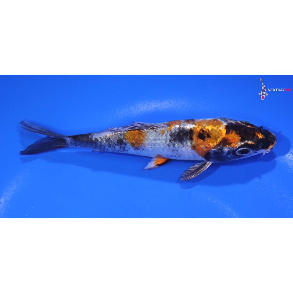 4.5” Imported Kin Showa