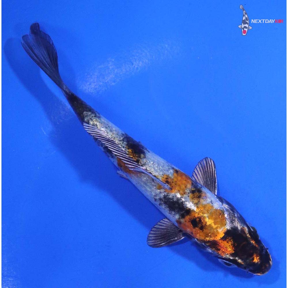 4.5” Imported Kin Showa