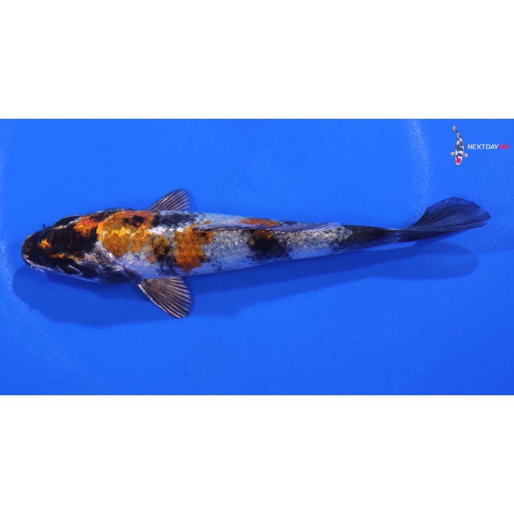 4.5” Imported Kin Showa