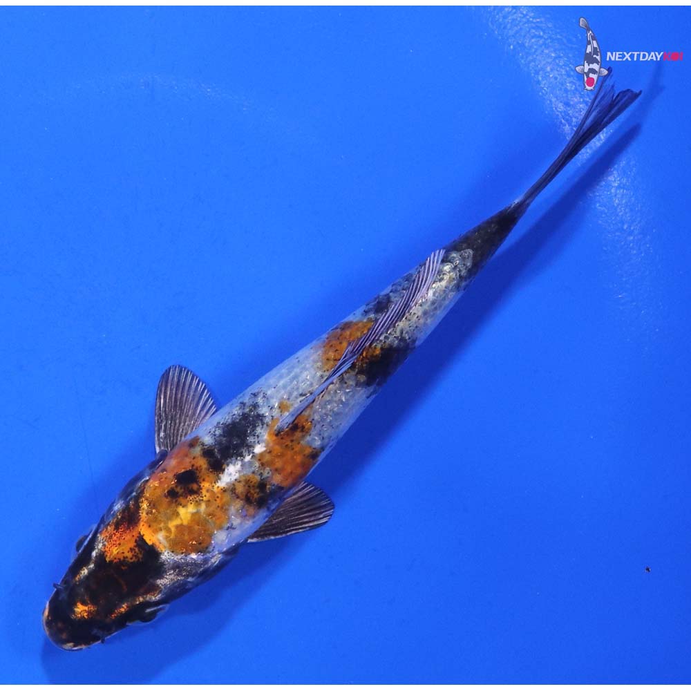 4.5” Imported Kin Showa