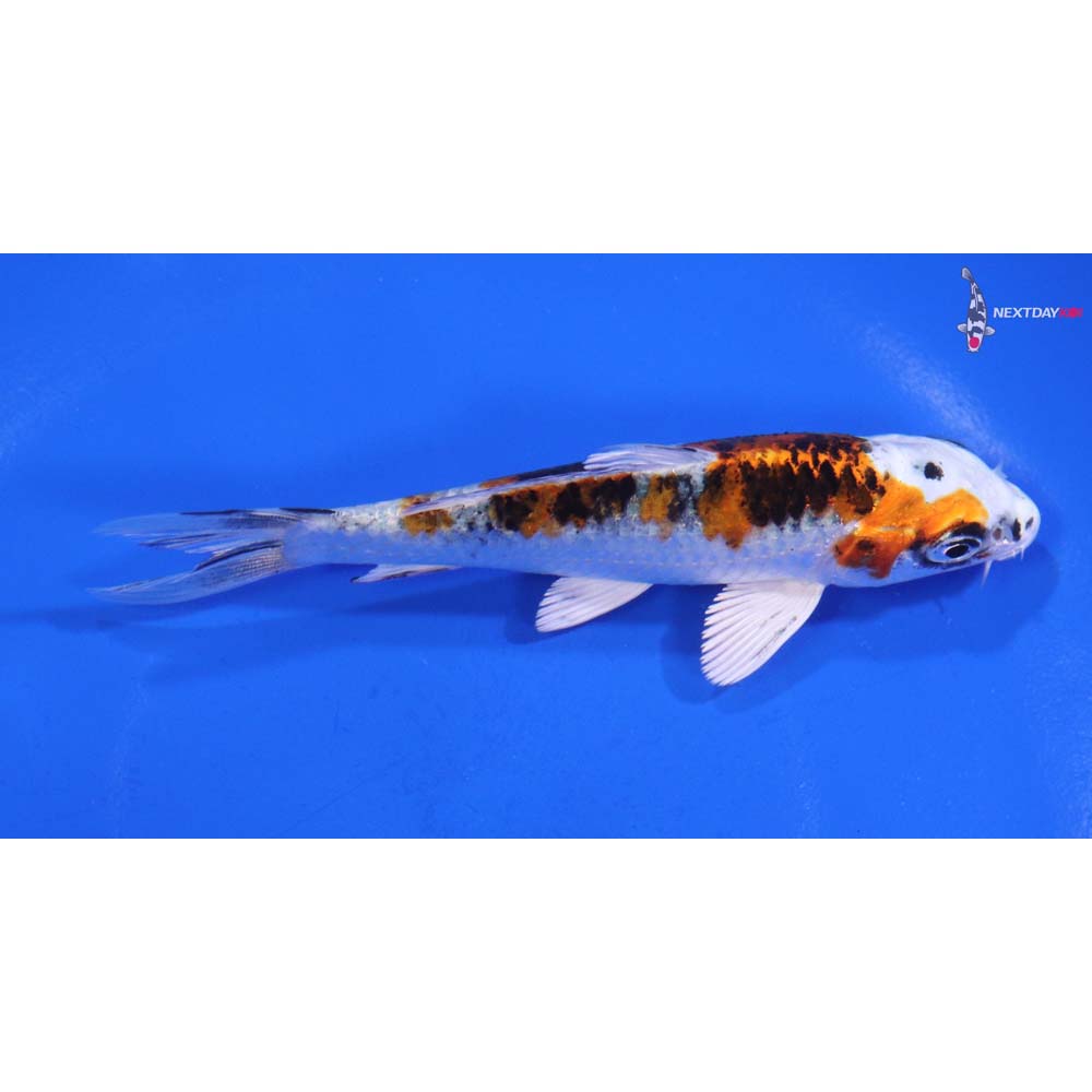 4.5” Imported Yamato Nishiki