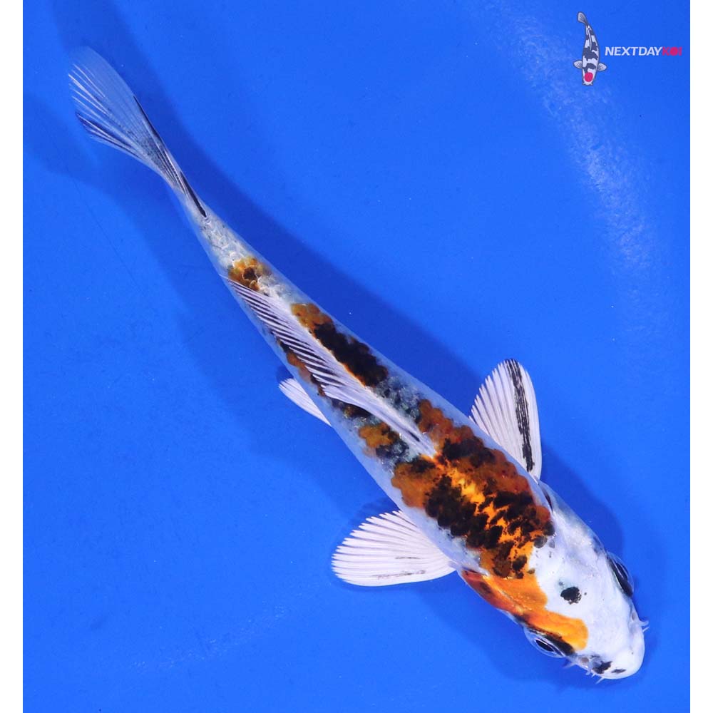 4.5” Imported Yamato Nishiki