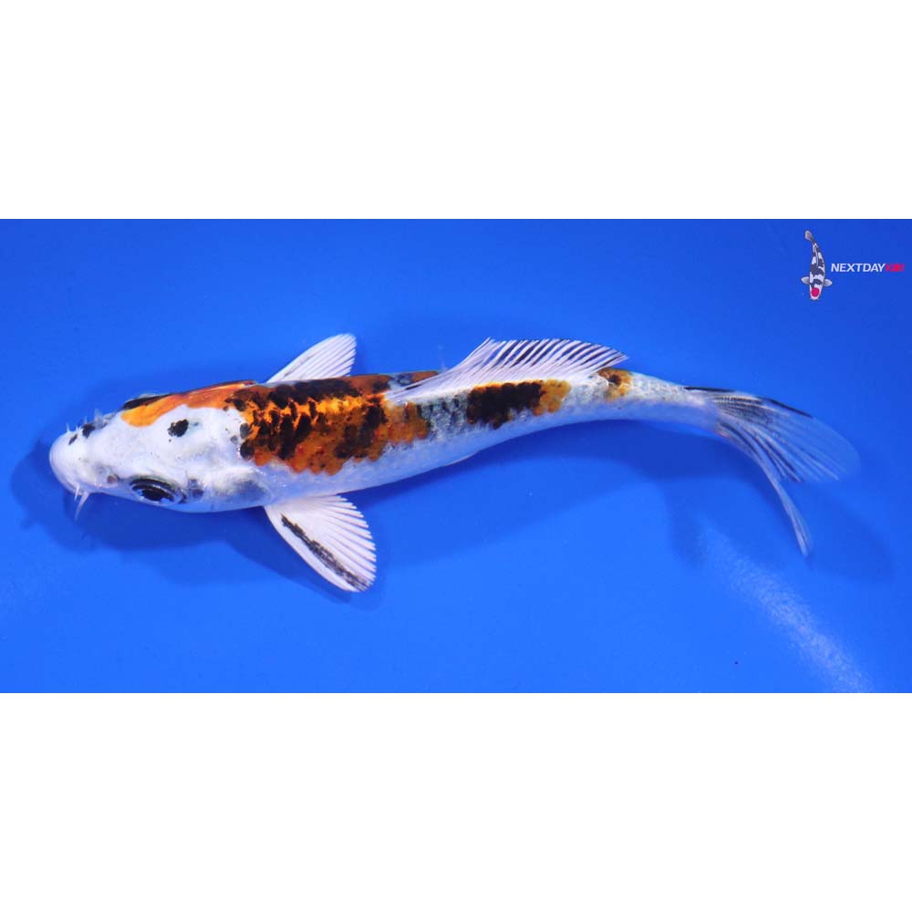 4.5” Imported Yamato Nishiki