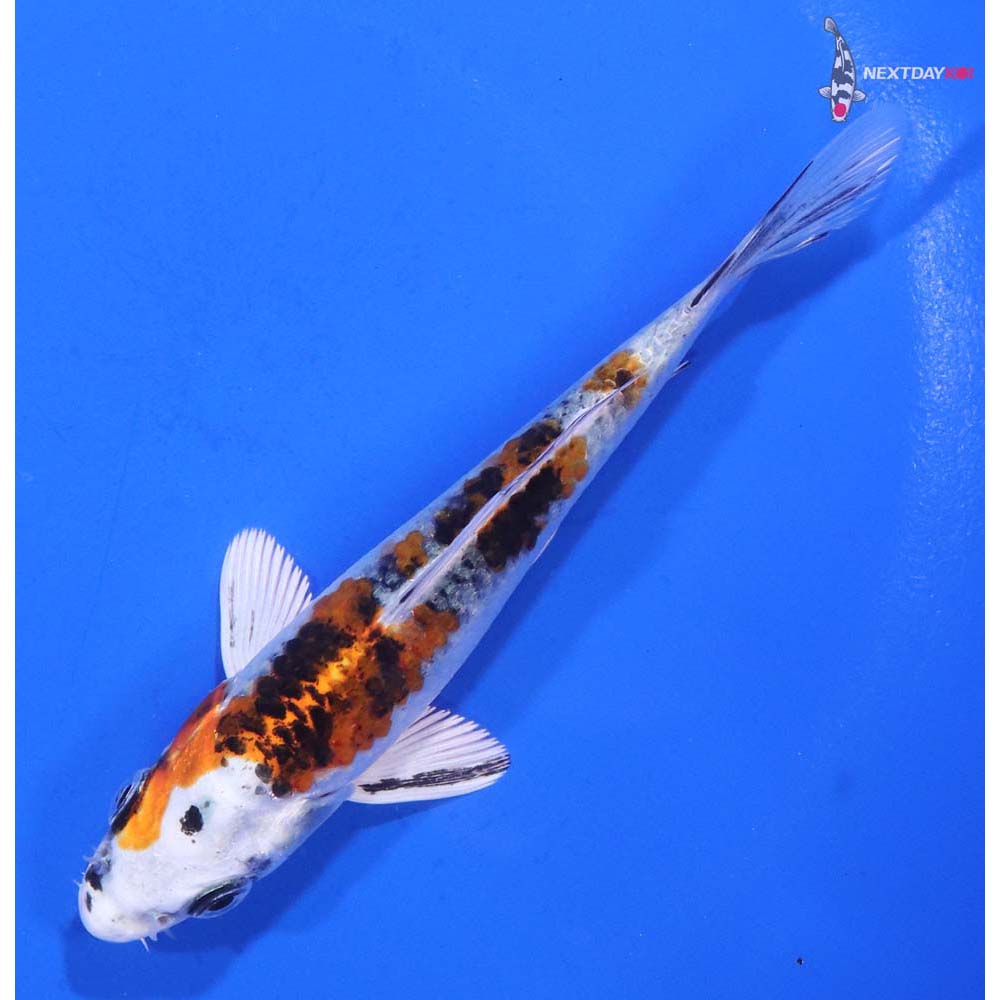 4.5” Imported Yamato Nishiki