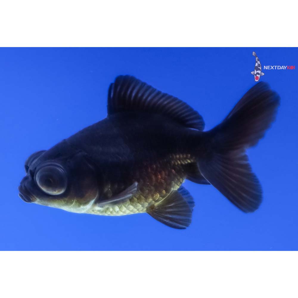 2.5” Imported Black Telescope Fantail