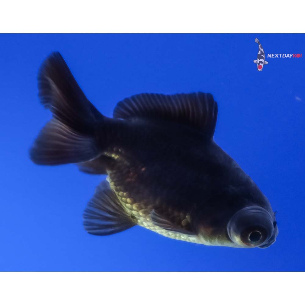 2.5” Imported Black Telescope Fantail