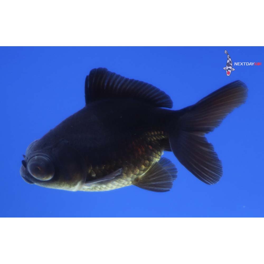 2.5” Imported Black Telescope Fantail