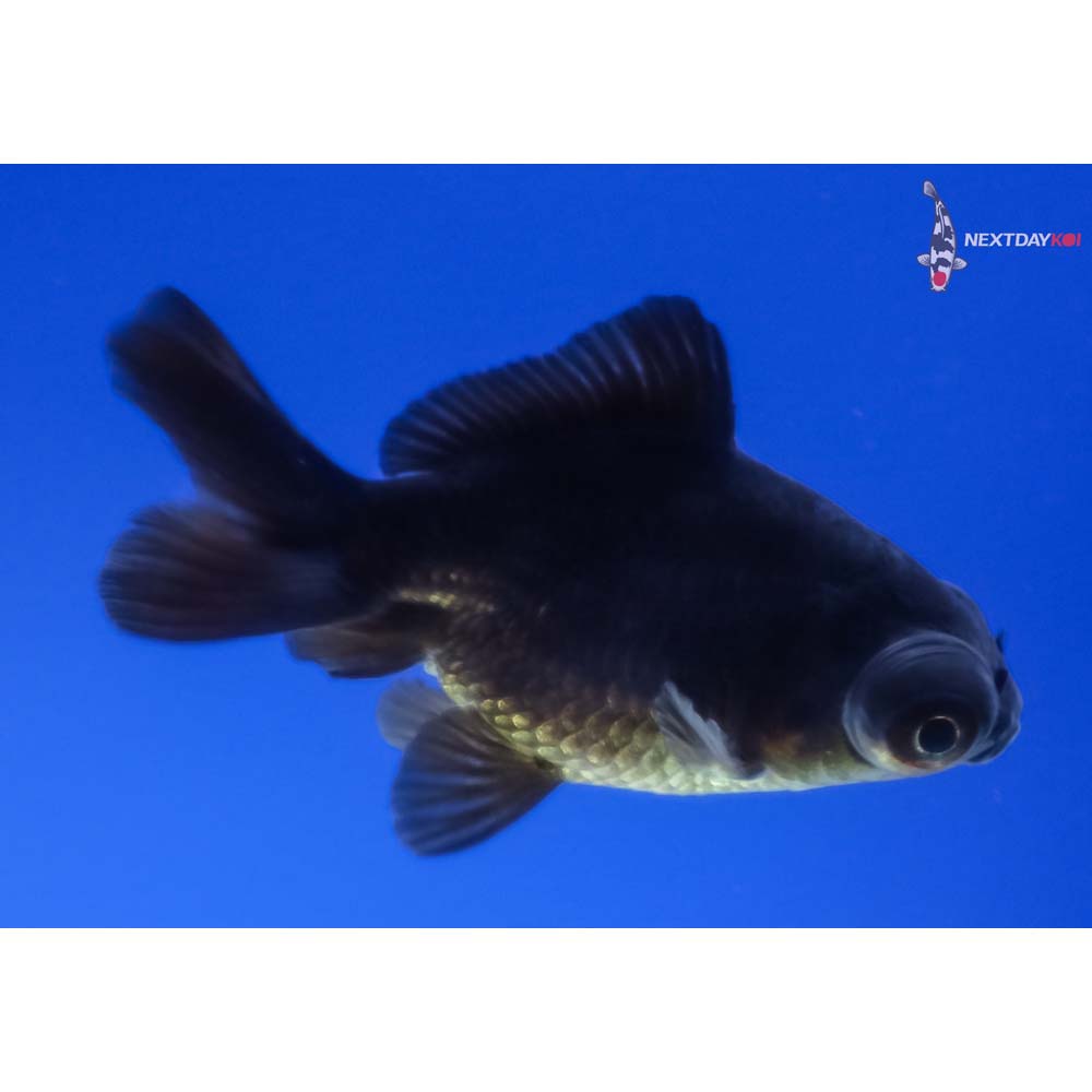 2.5” Imported Black Telescope Fantail