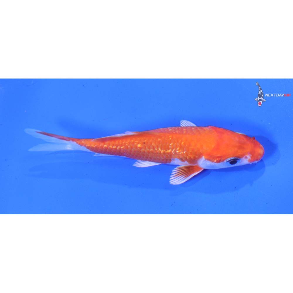 3.5” Imported Gin Rin Hariwake