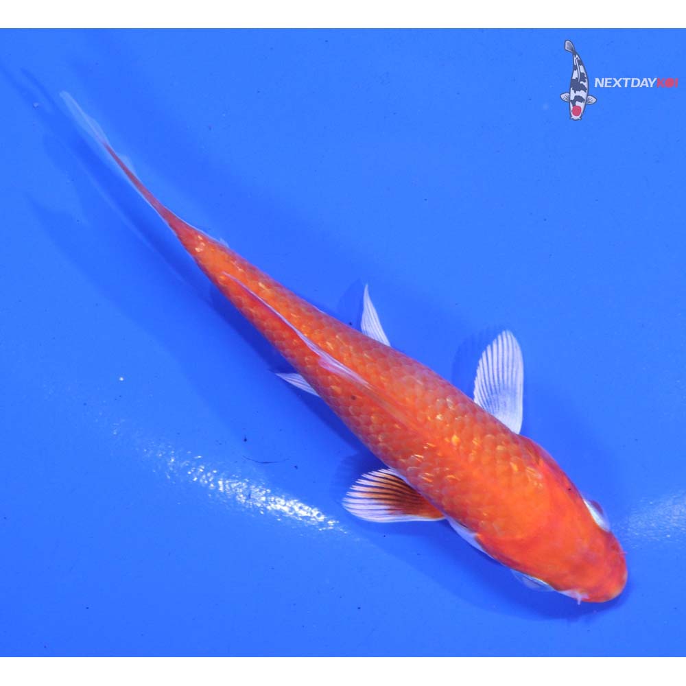 3.5” Imported Gin Rin Hariwake