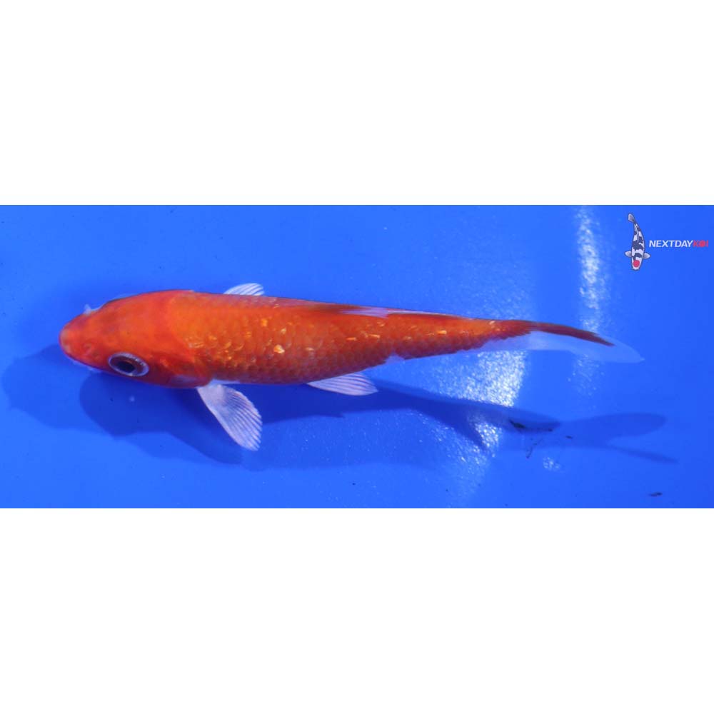 3.5” Imported Gin Rin Hariwake