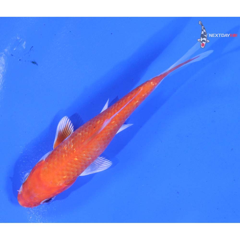 3.5” Imported Gin Rin Hariwake