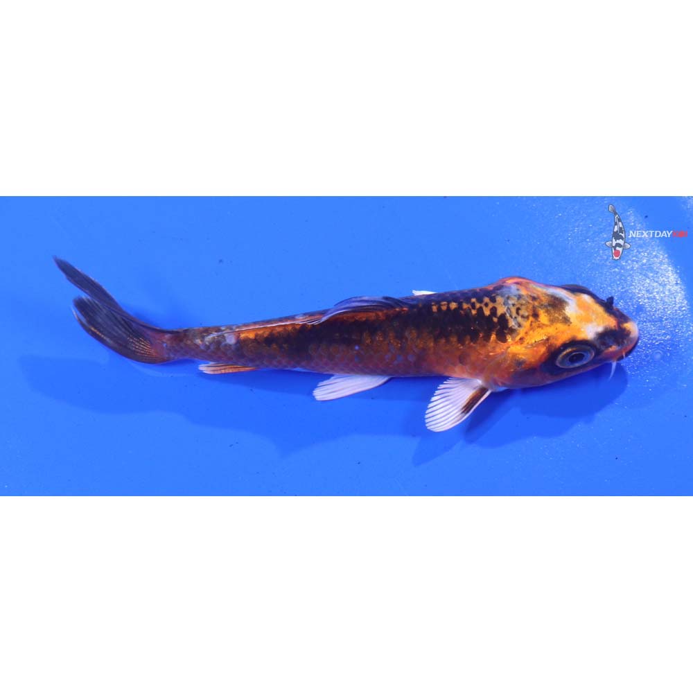 4” Imported Kujaku