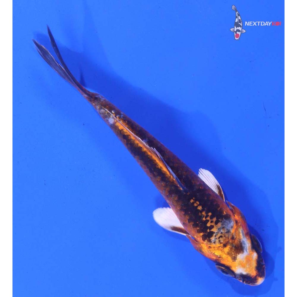 4” Imported Kujaku