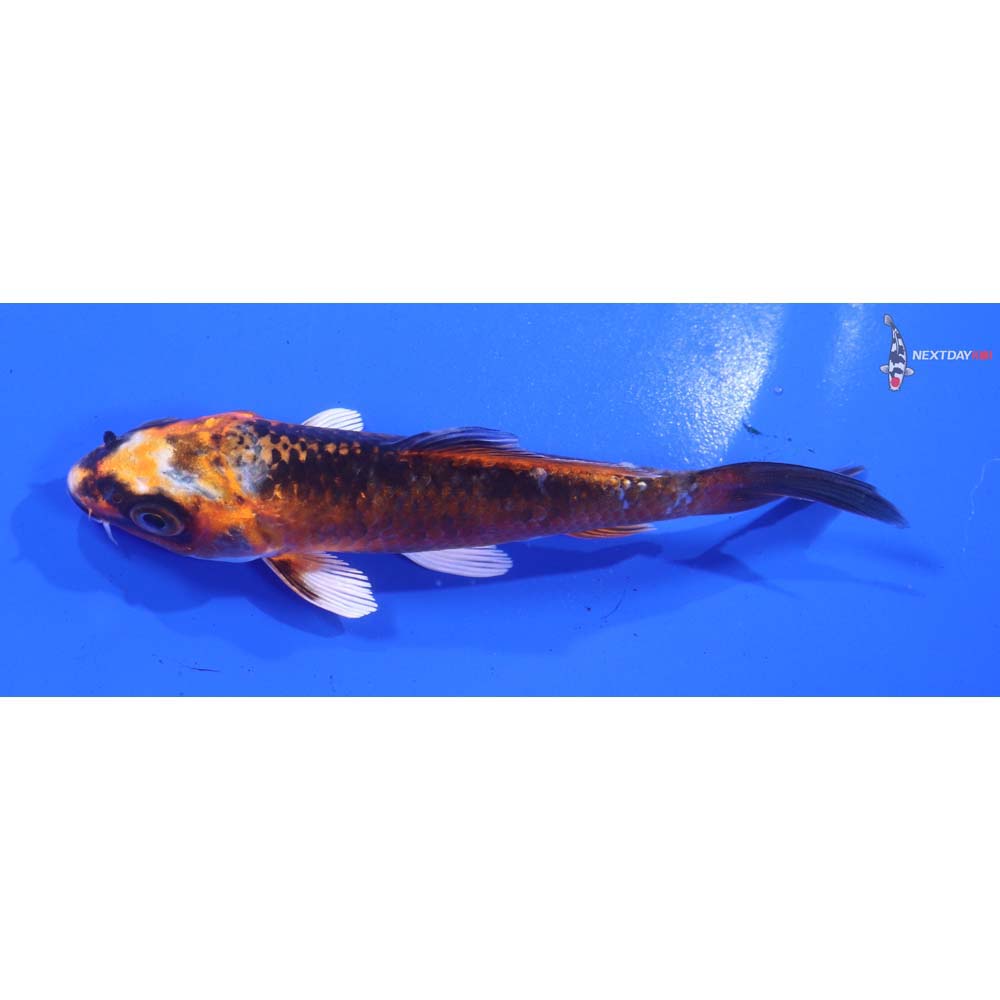 4” Imported Kujaku