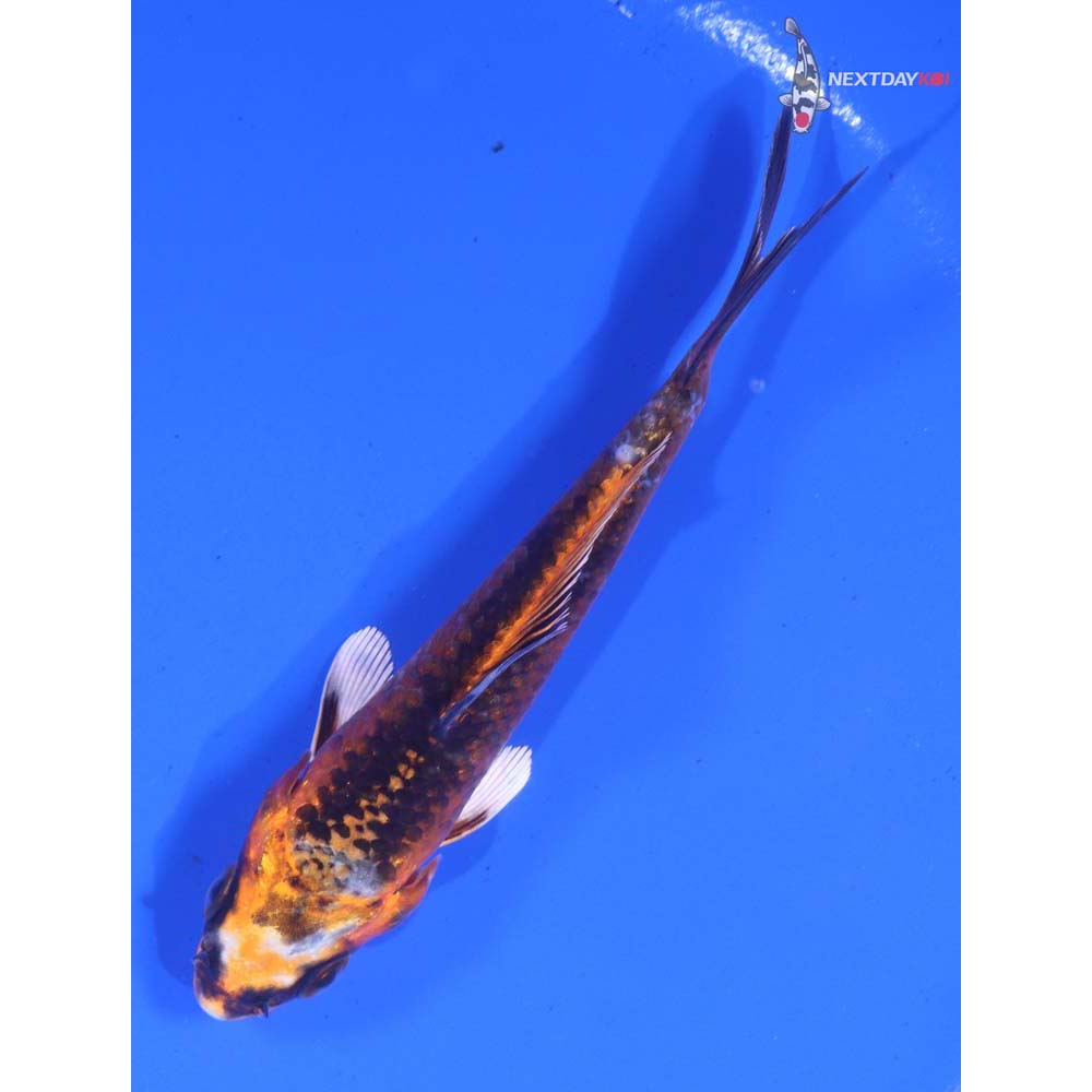 4” Imported Kujaku