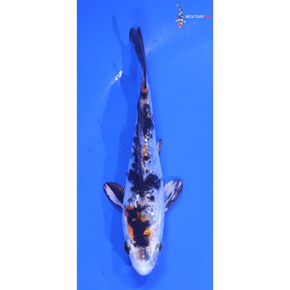 4” Imported Gin Rin Yamato Nishiki