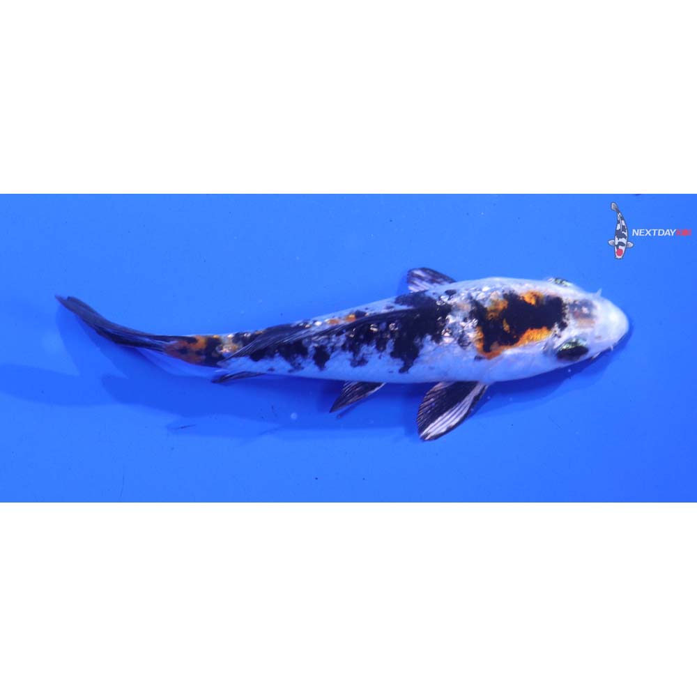 4” Imported Gin Rin Yamato Nishiki - Image 2