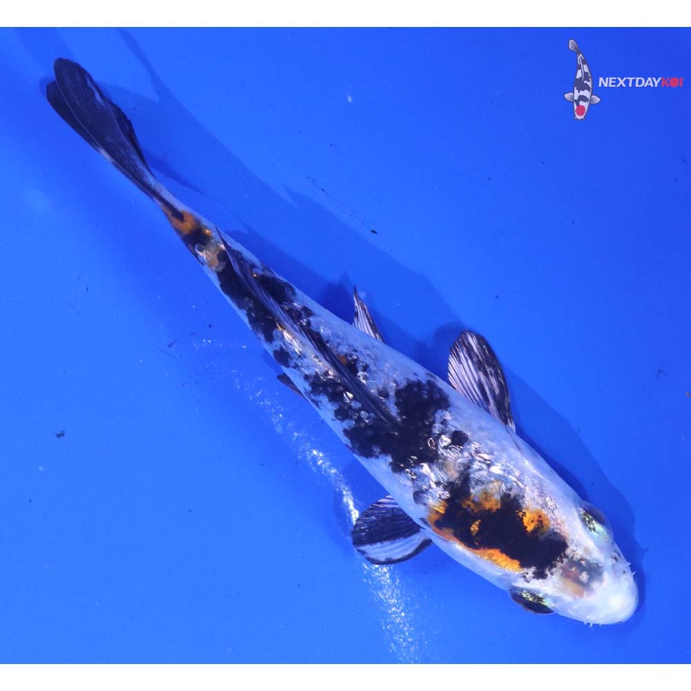 4” Imported Gin Rin Yamato Nishiki - Image 3