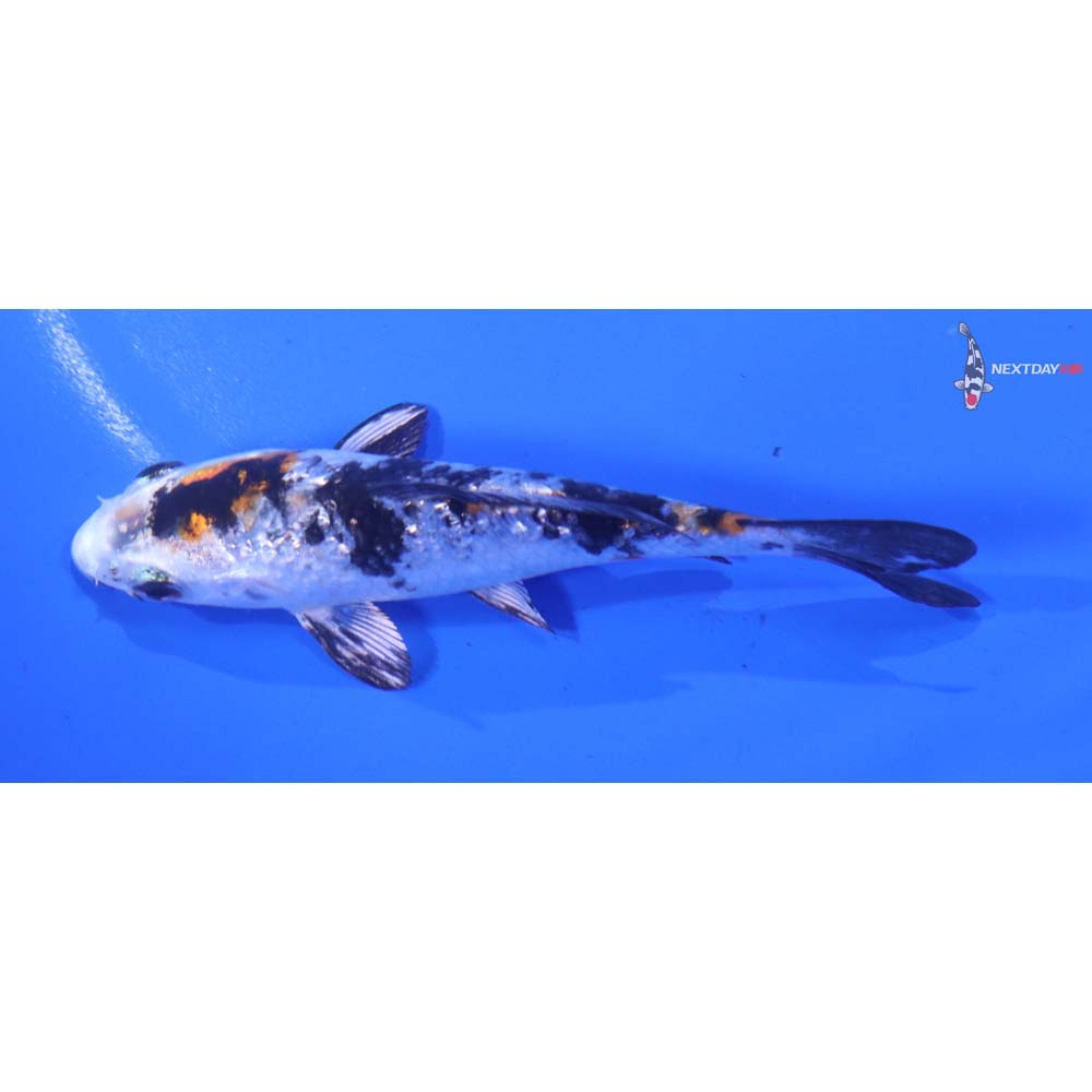 4” Imported Gin Rin Yamato Nishiki - Image 4