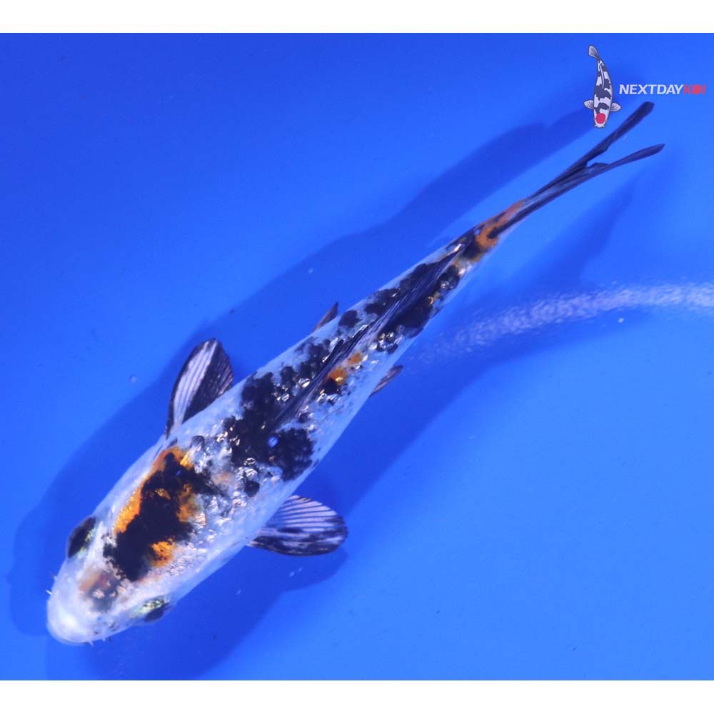 4” Imported Gin Rin Yamato Nishiki - Image 5