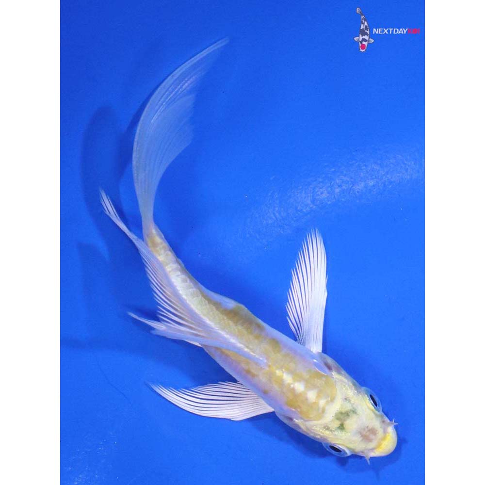 4” Imported Doitsu Lemon Hariwake Butterfly Koi