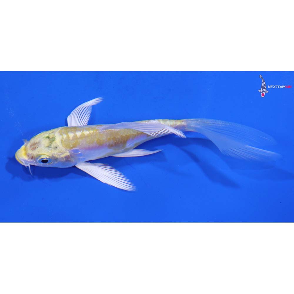 4” Imported Doitsu Lemon Hariwake Butterfly Koi