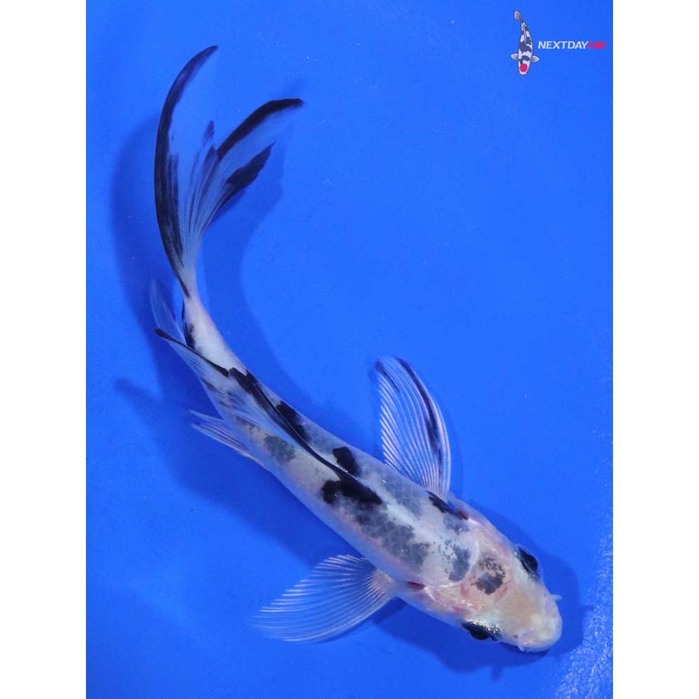 4” Imported Gin Shiro Bekko Butterfly Koi