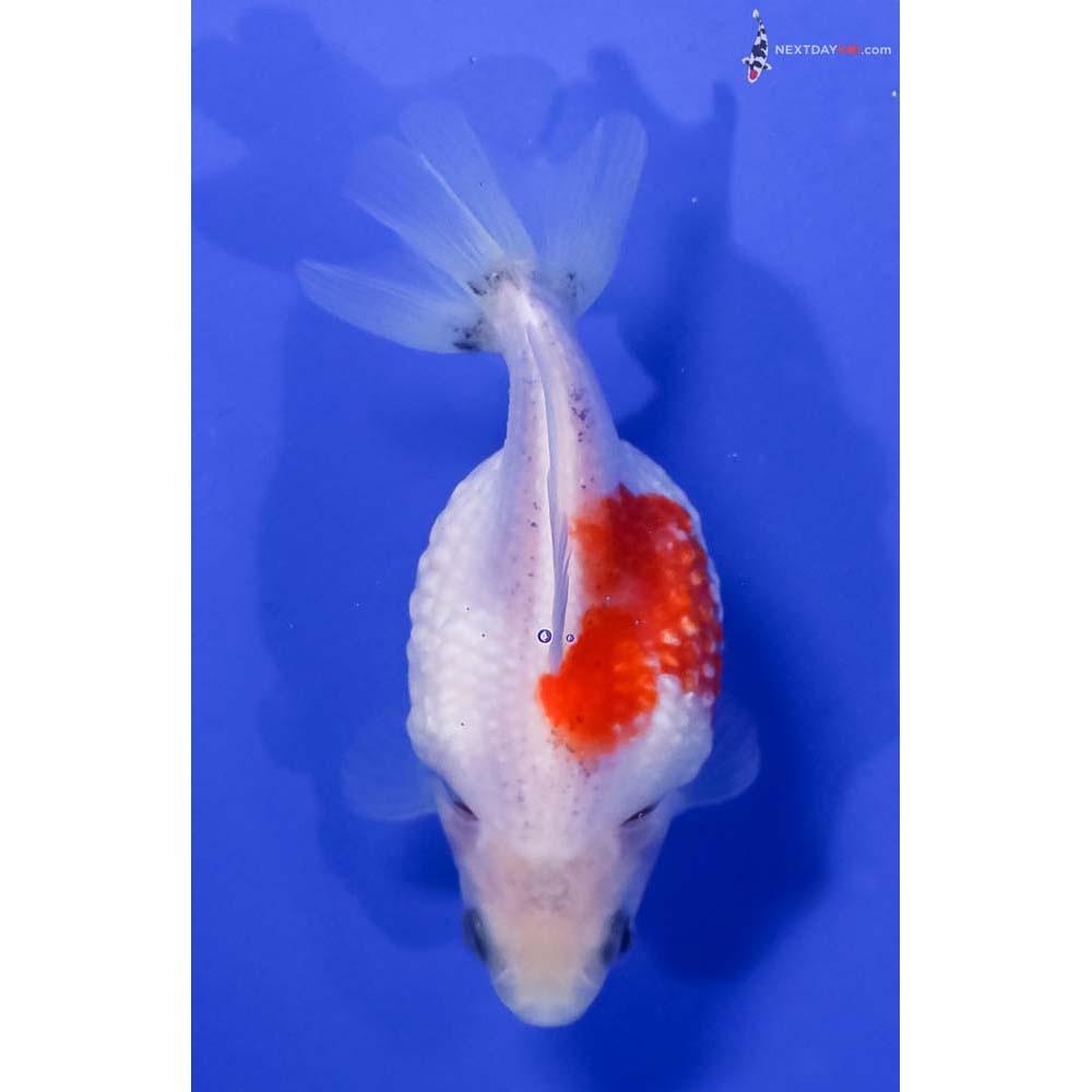 4” Imported Red and White Pearlscale