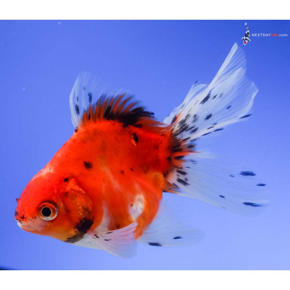 4” Imported Male Calico Ryukin