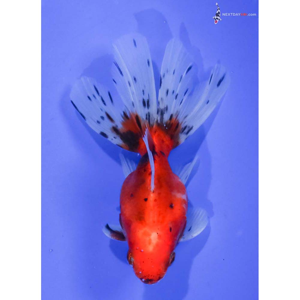 4” Imported Male Calico Ryukin