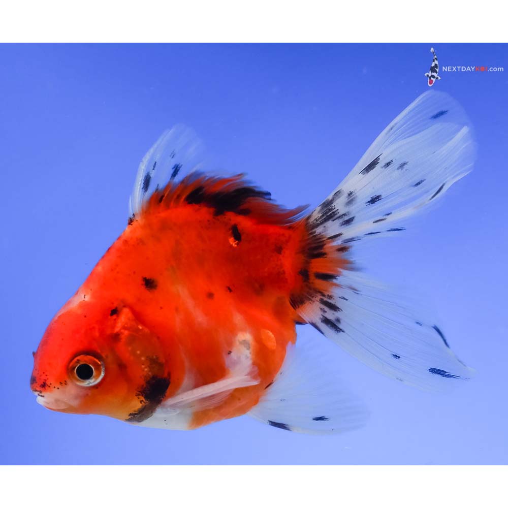 4” Imported Male Calico Ryukin