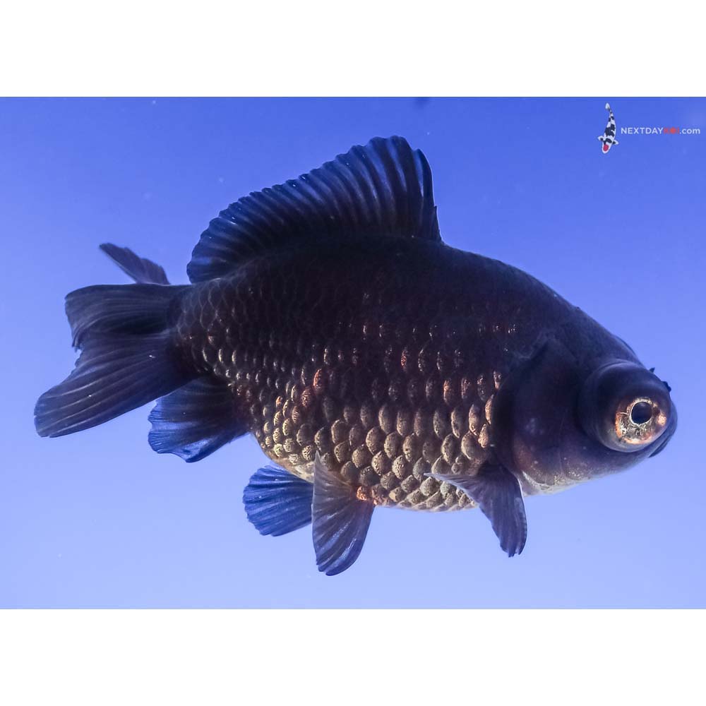 3.5” Imported Black Moor