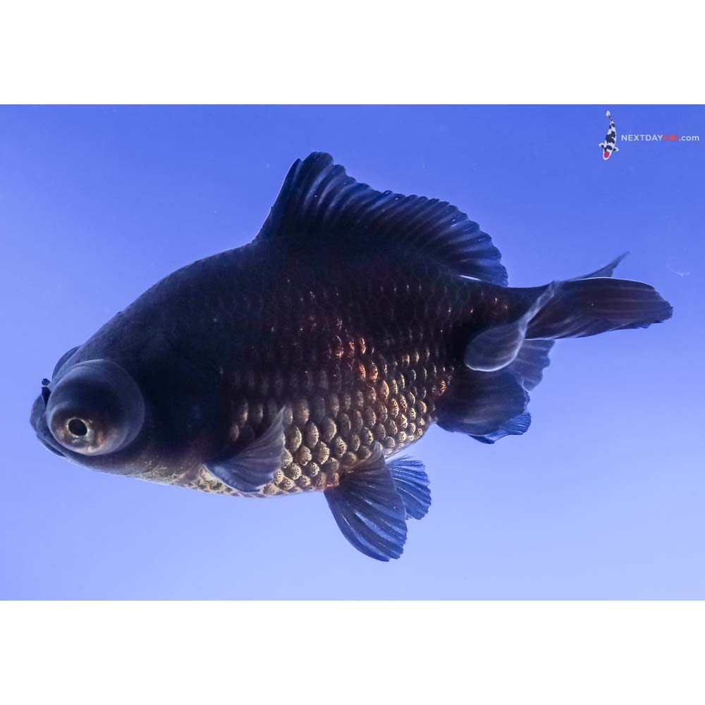 3.5” Imported Black Moor