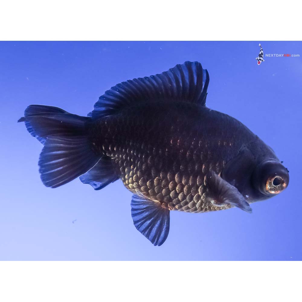 3.5” Imported Black Moor