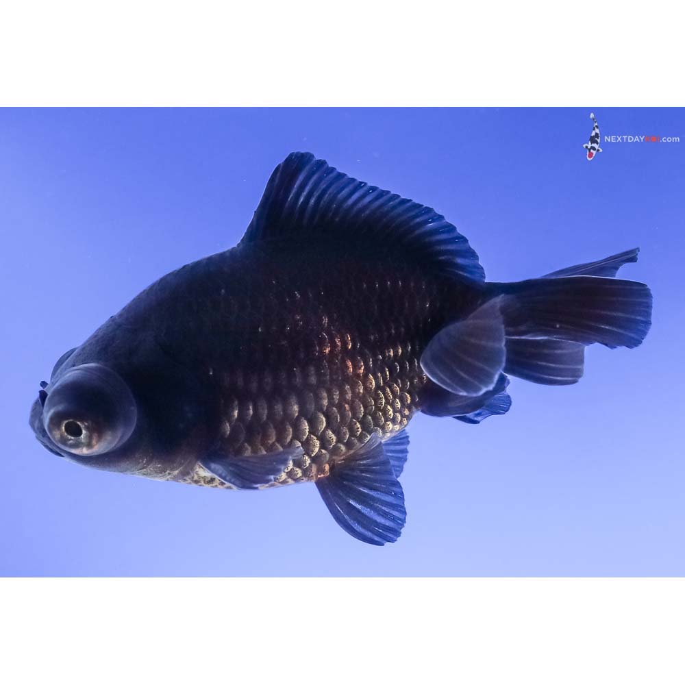 3.5” Imported Black Moor