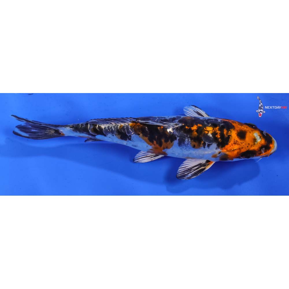 6.5” Imported Heisei Nishiki