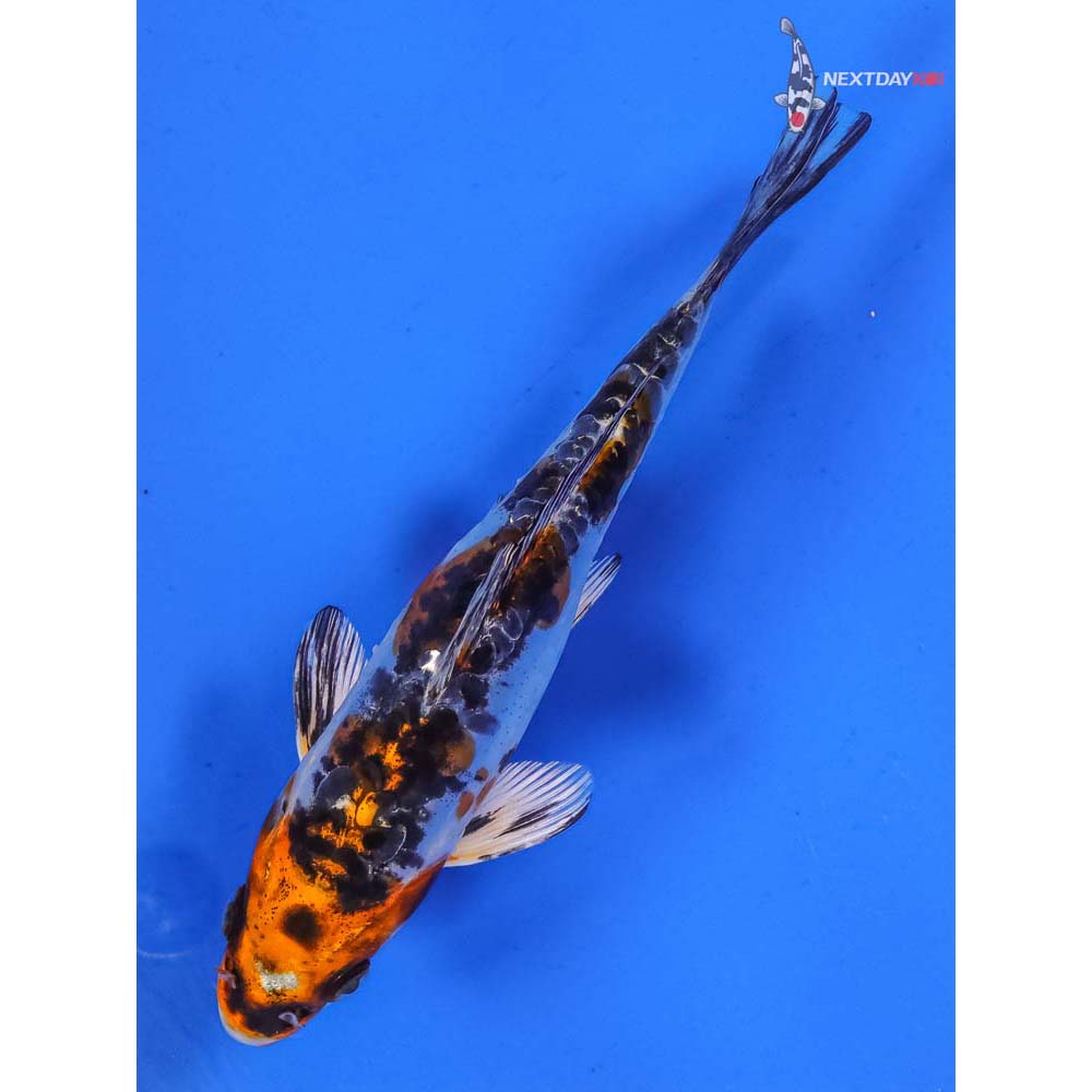 6.5” Imported Heisei Nishiki