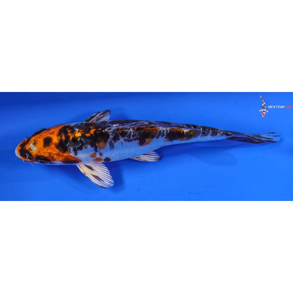 6.5” Imported Heisei Nishiki