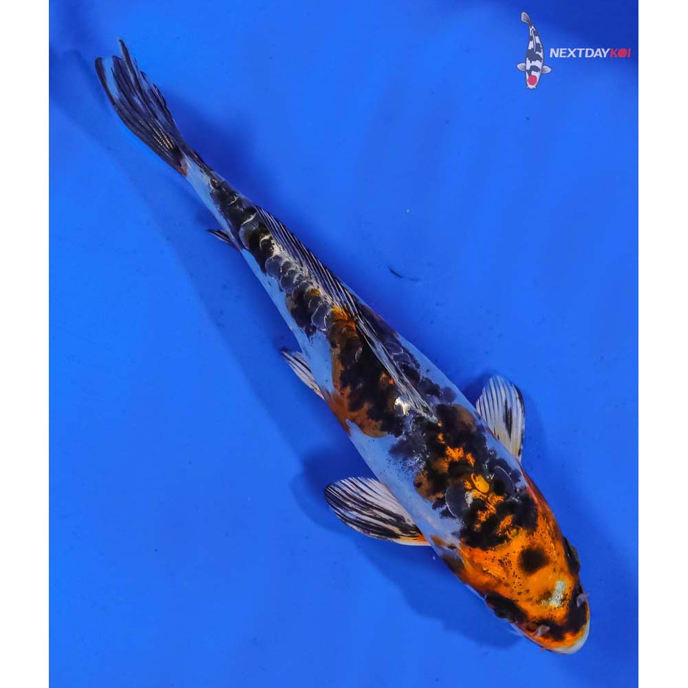 6.5” Imported Heisei Nishiki