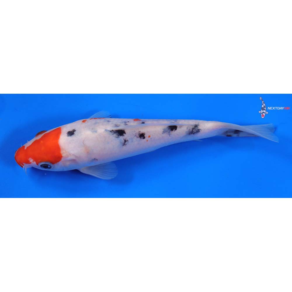 6.5” Imported Sanke