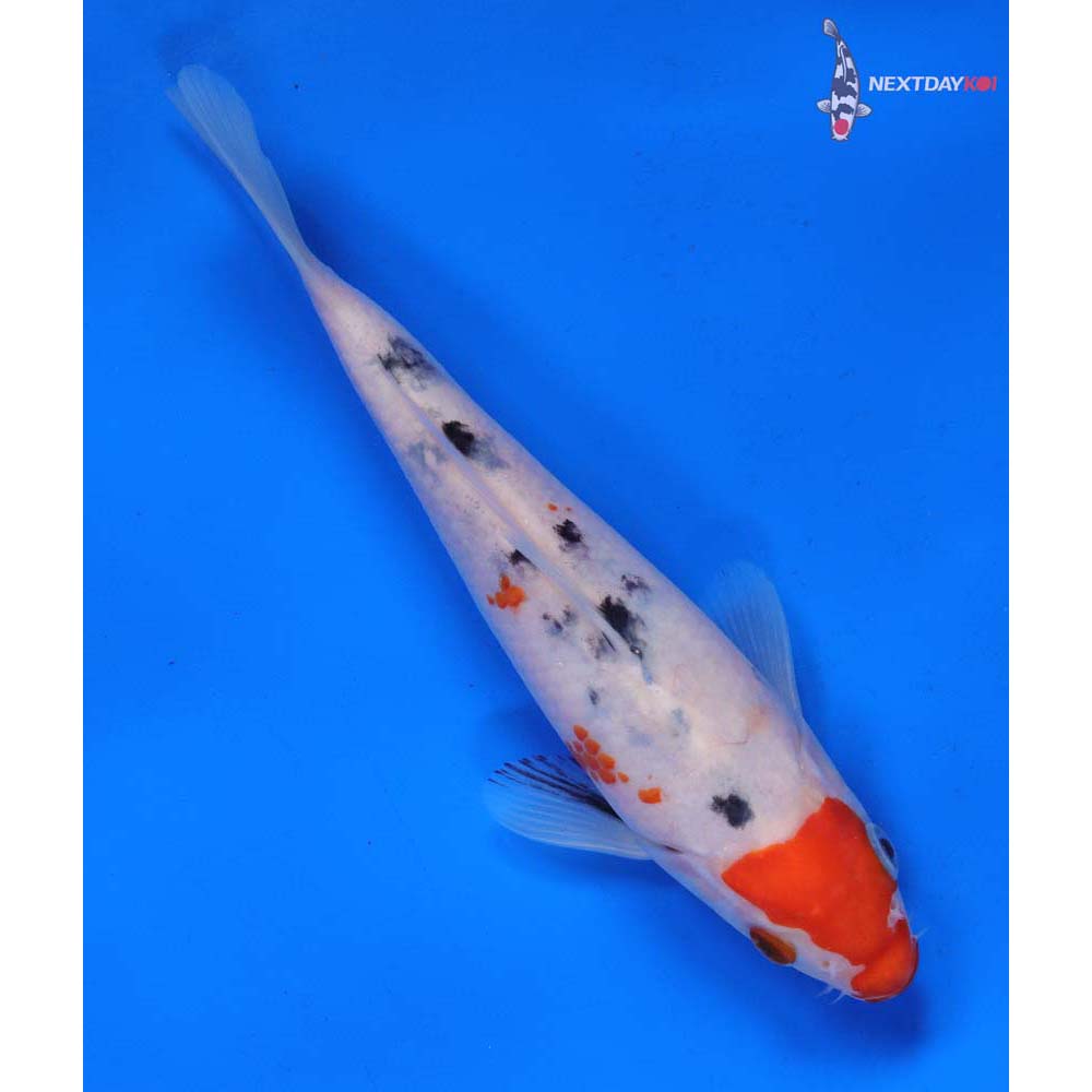 6.5” Imported Sanke