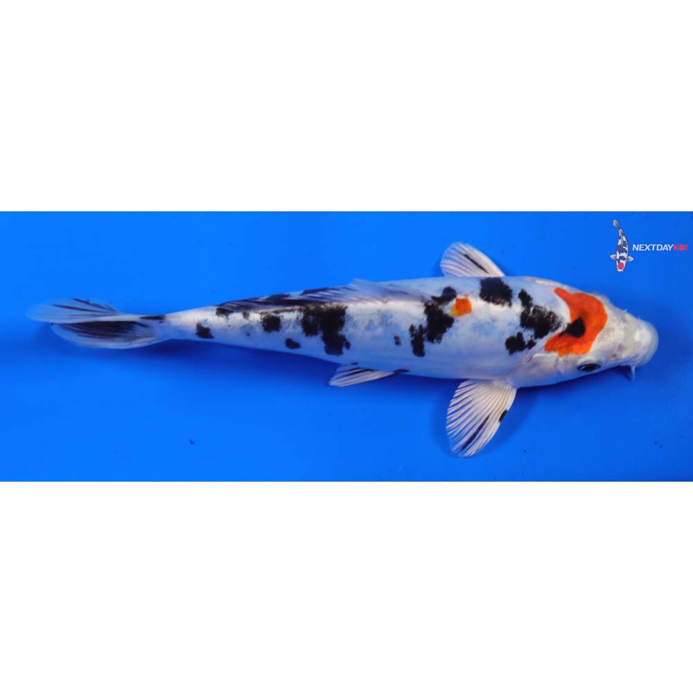 7” Imported Heisei Nishiki