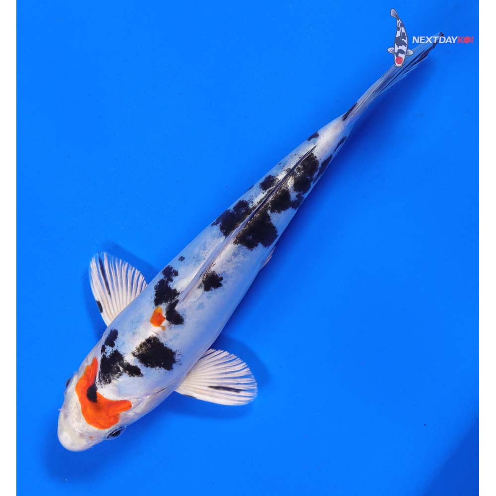 7” Imported Heisei Nishiki