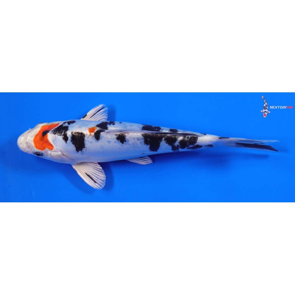 7” Imported Heisei Nishiki