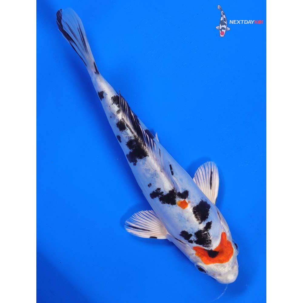 7” Imported Heisei Nishiki