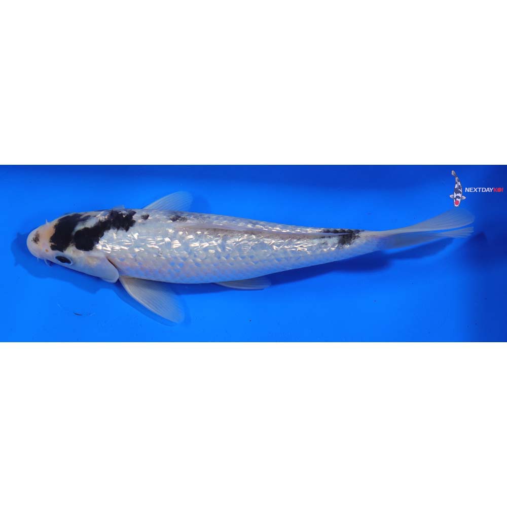 7.5” Imported Gin Rin Matsukawabakke