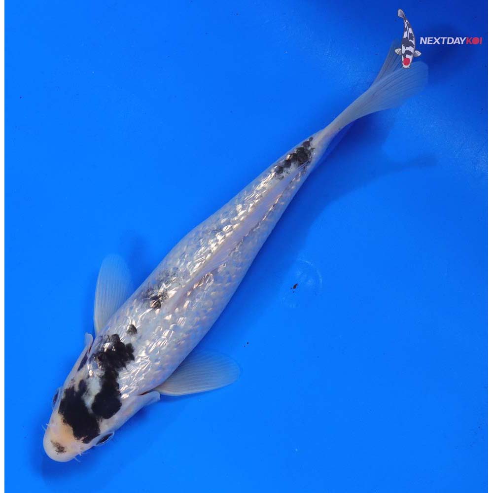 7.5” Imported Gin Rin Matsukawabakke