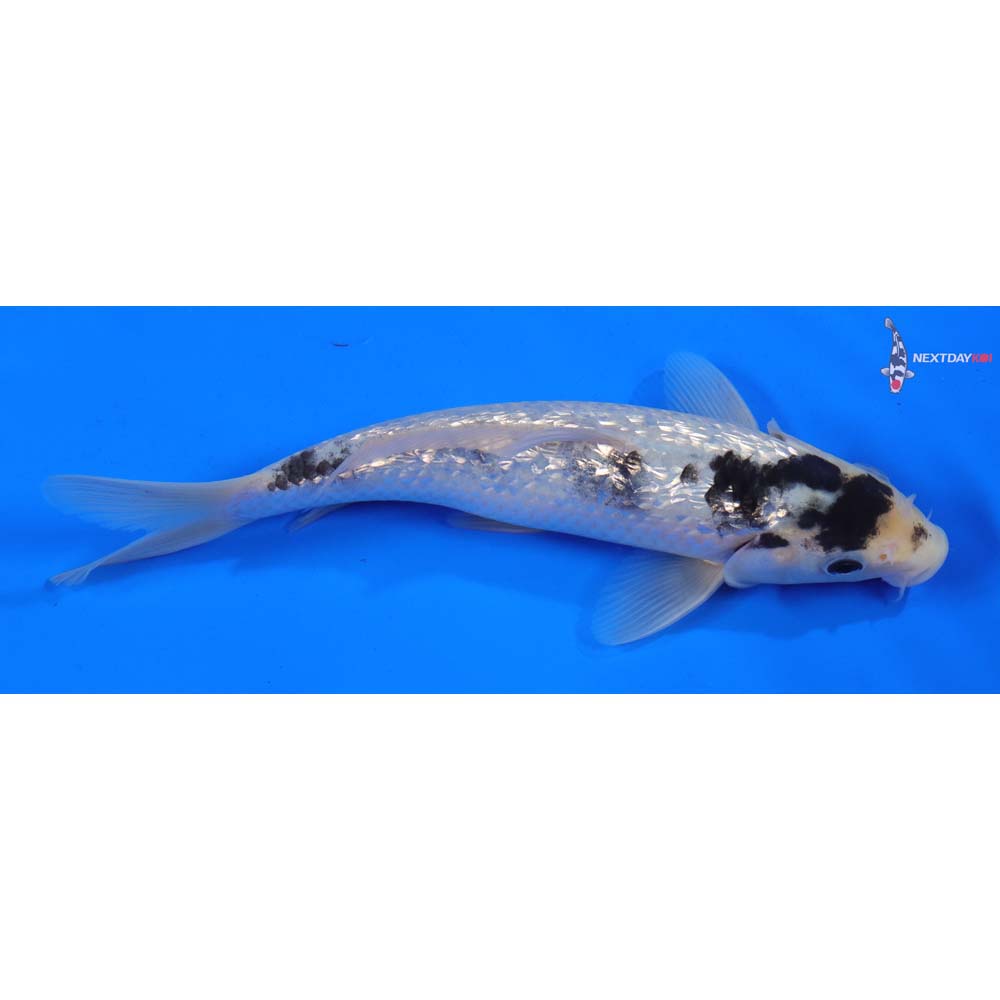 7.5” Imported Gin Rin Matsukawabakke