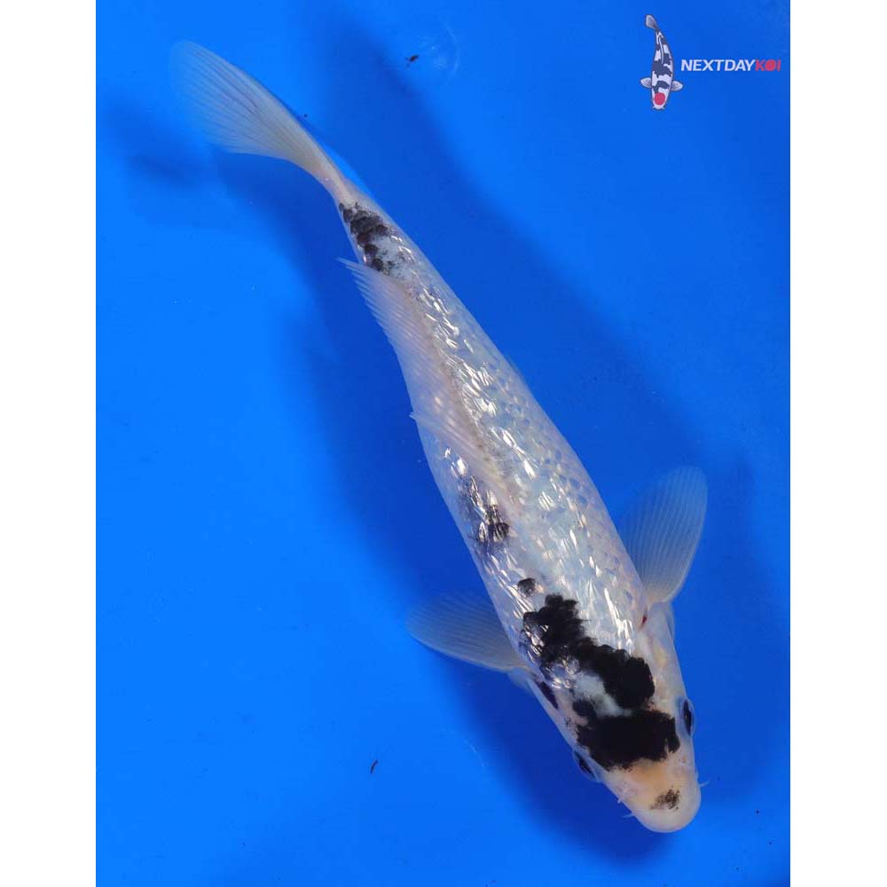 7.5” Imported Gin Rin Matsukawabakke